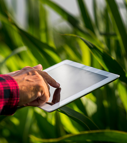 mirwais-agro-trading